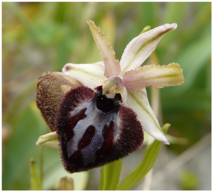 Ophrys sipontensis